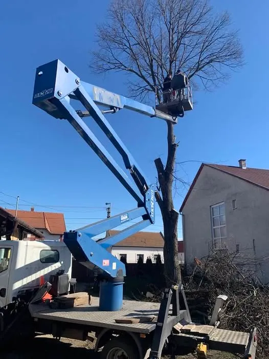 Hársfa kivágás emelőkosarassal Domony