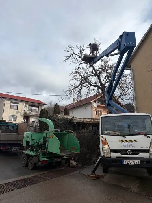 Diófakivágás Ikladon emelőkosaras autóval